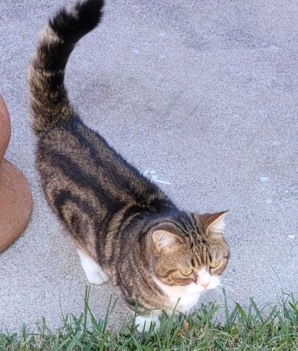 Safe Munchkin in Plano, TX