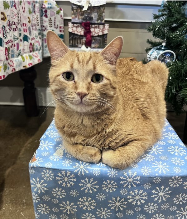 Safe Domestic Short Hair in Montgomery, TX