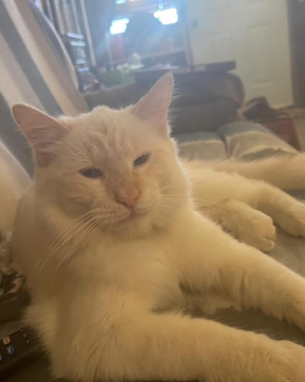 Safe Cat in Tucson, AZ