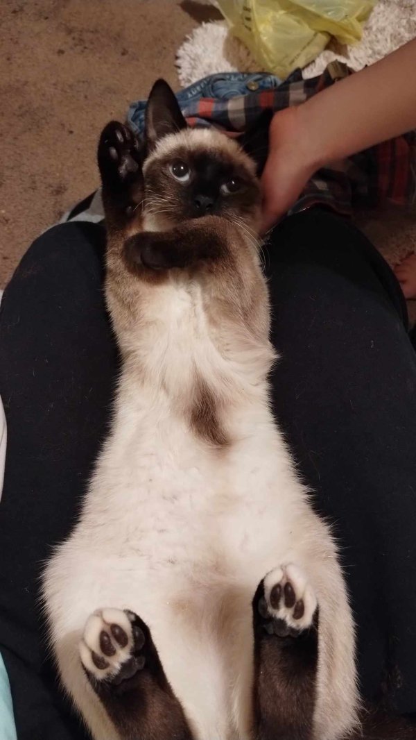 Lost Tonkinese in Cleveland, GA