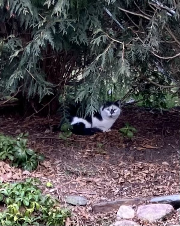 Found Domestic Long Hair in Bloomfield Hills, MI