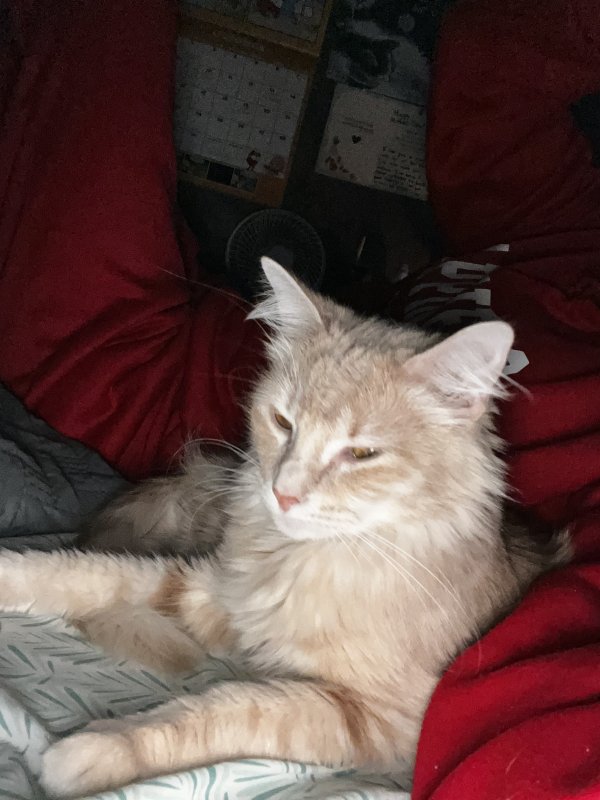 Safe Domestic Long Hair in Derby, KS