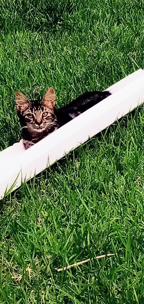 Safe American Shorthair in Kaneohe, HI