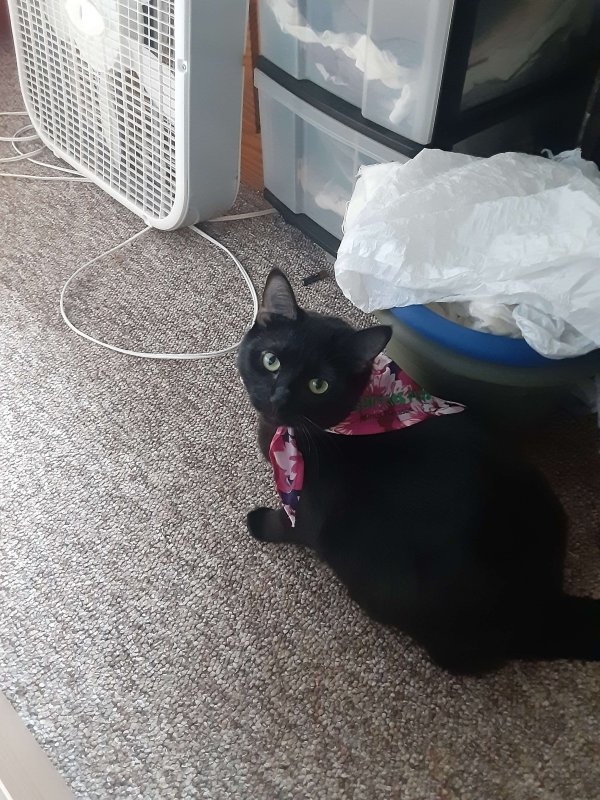 Safe Domestic Short Hair in Antioch, IL