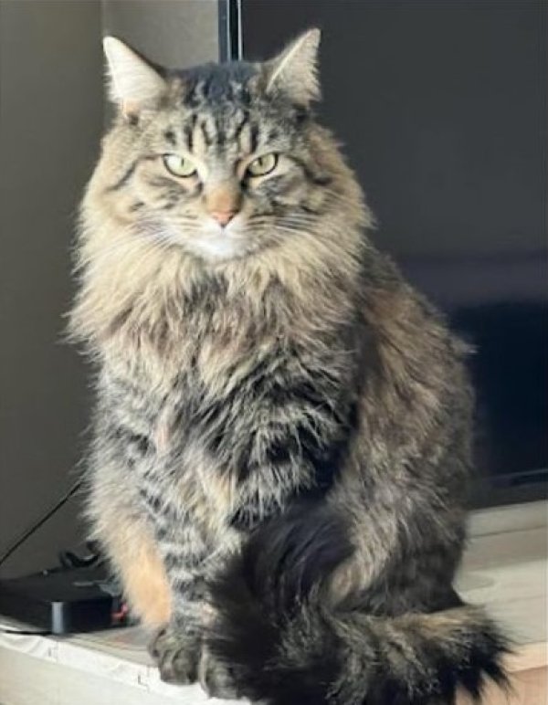 Lost Oriental Longhair in Pasco, WA