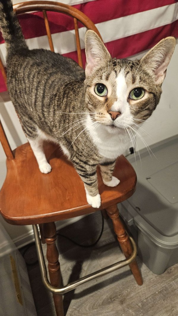 Safe Cat in Hanover, PA