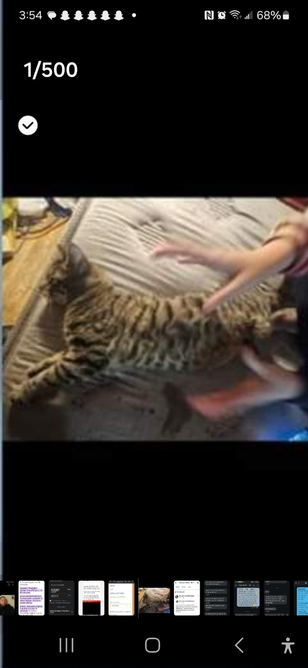 Safe Cat in Wichita, KS