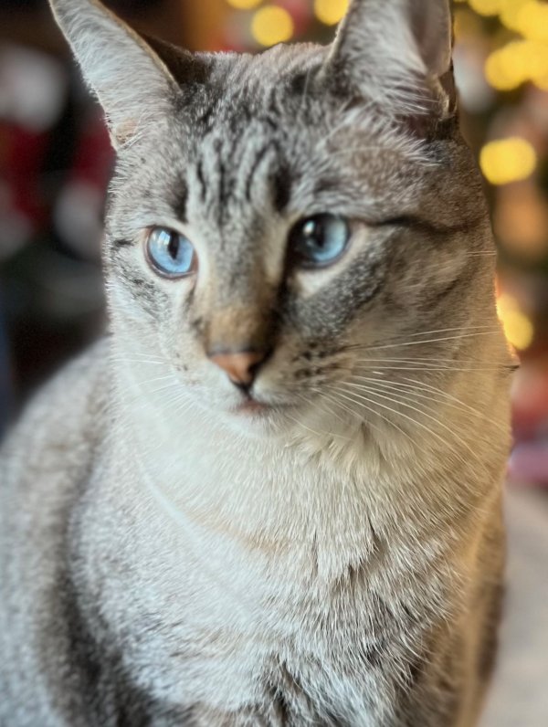 Safe Siamese in Plano, TX