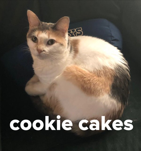 Safe Domestic Short Hair in Plano, TX