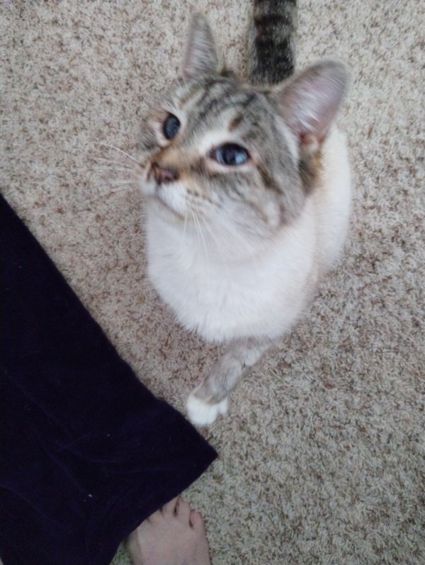 Safe Siamese in Chambersburg, PA
