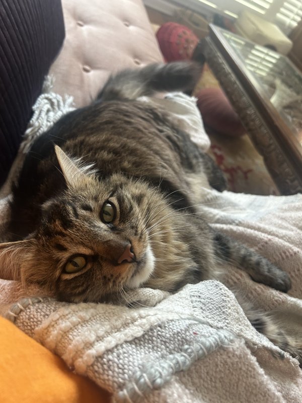 Lost Maine Coon in Sacramento, CA