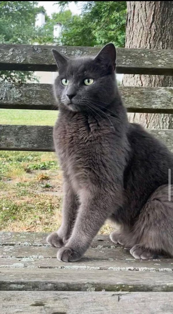 Safe Cat in Newburyport, MA