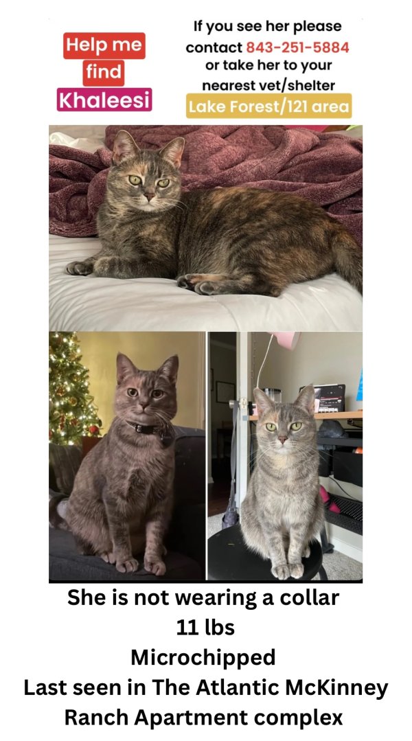 Safe Domestic Short Hair in McKinney, TX