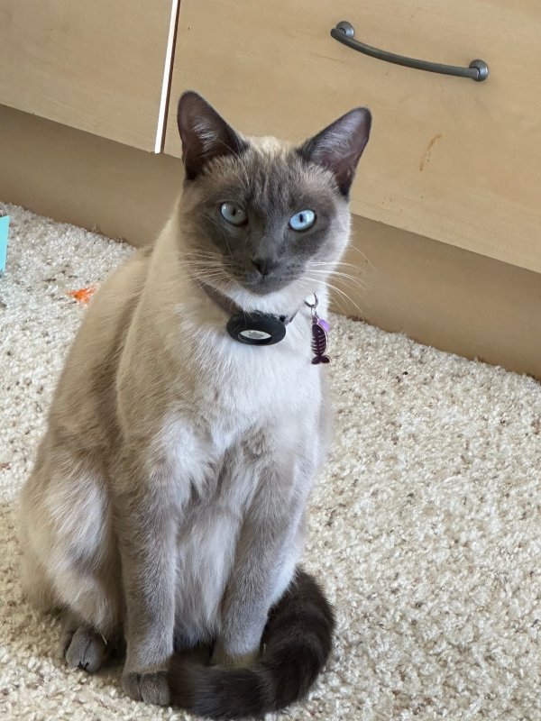 Lost Siamese in La Jolla, CA