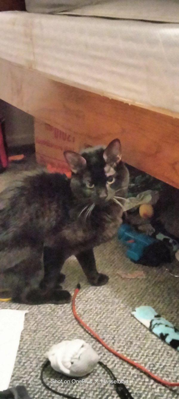 Found cat in Salt Lake City, UT