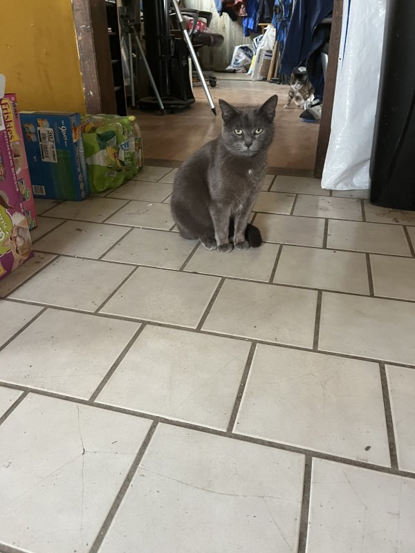 Found Cat in North Street, MI