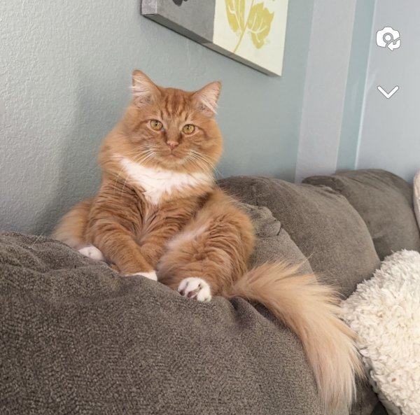 Lost Domestic Long Hair in Victorville, CA