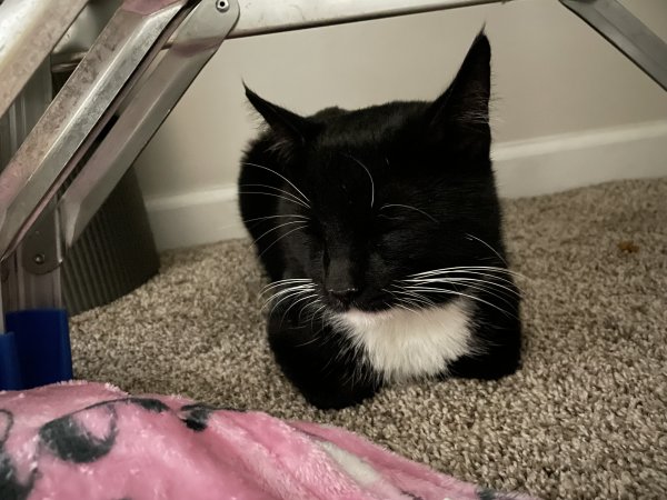 Found American Shorthair in Fredericksburg, VA