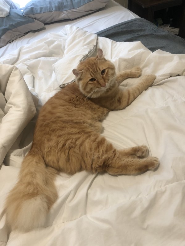 Stolen Cat in Valley Stream, NY