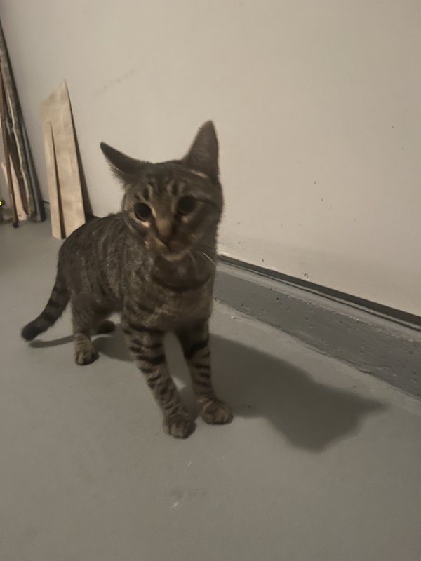 Found American Shorthair 