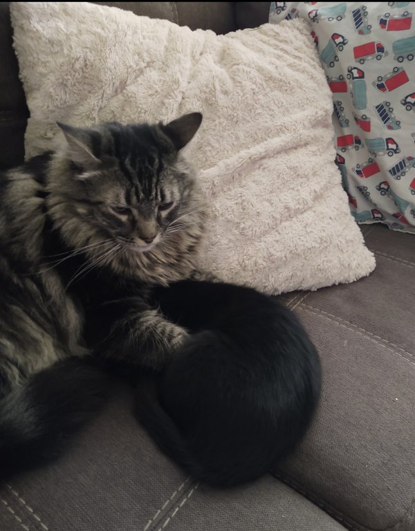 Safe Cat in Antelope, CA