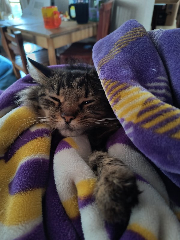 Found Cat in Antelope, CA