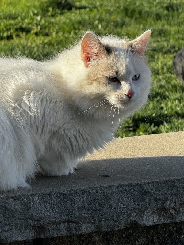 Safe Ragdoll in Montgomery, IL