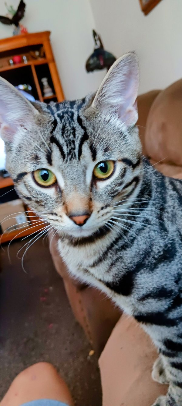 Lost Domestic Short Hair in Bullhead City, AZ