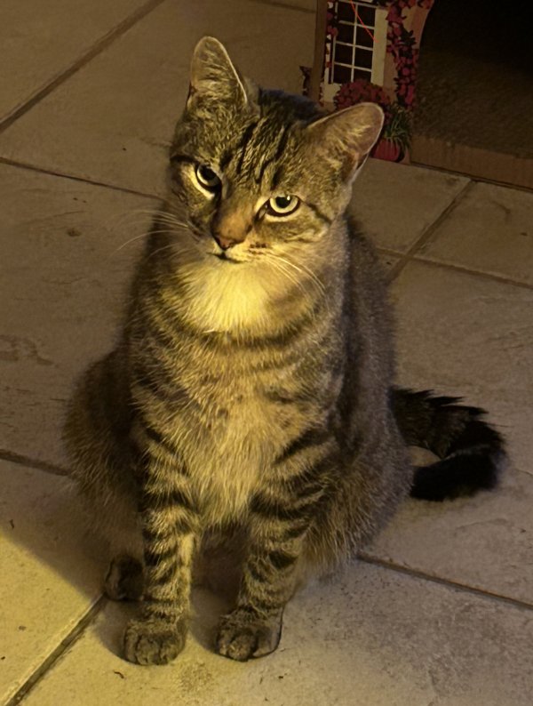 Safe Cat in Neptune, NJ