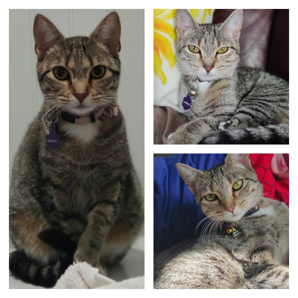 Safe Cat in Lowell, MA