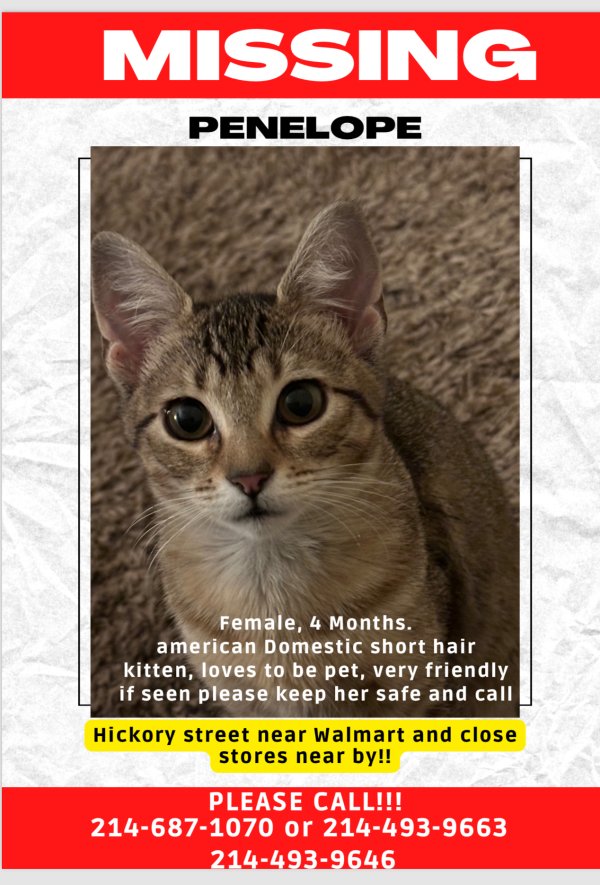 Safe Cat in Frisco, TX