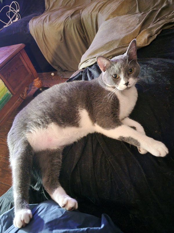 Safe Cat in Richardson, TX