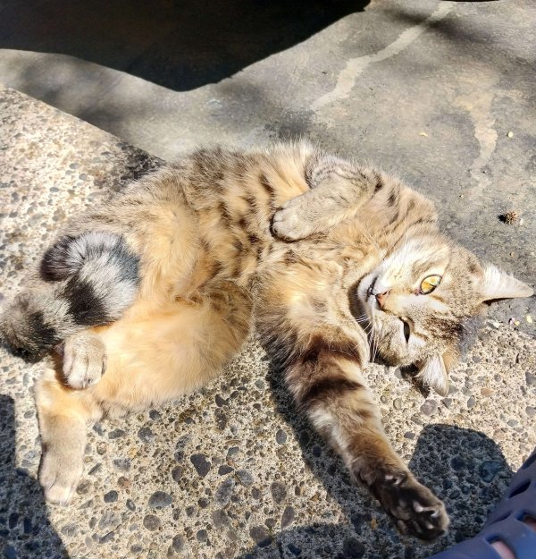 Safe Cat in Beaverton, OR