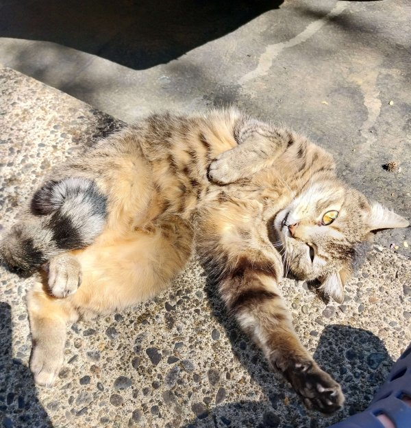 Found Cat in Beaverton, OR