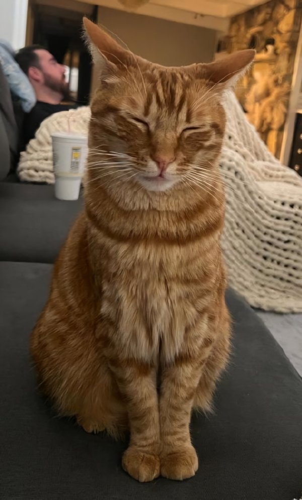 Safe Cat in Costa Mesa, CA