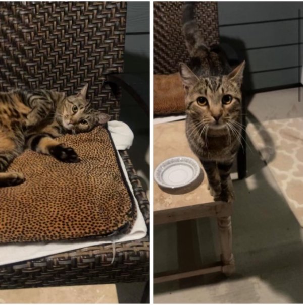 Found Cat in White House TN 37188 Tabby Tracker