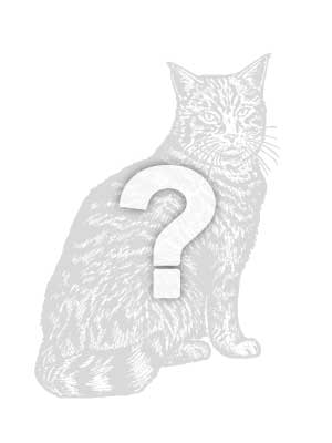 Lost Domestic Short Hair in Murrieta, CA