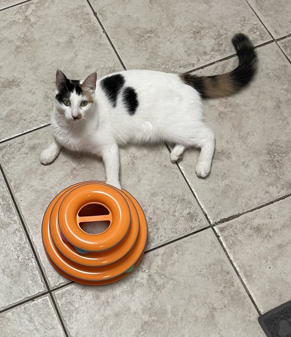 Safe Cat in Boynton Beach, FL
