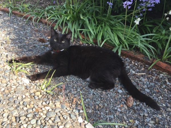 Lost American Shorthair in Bellevue, WA