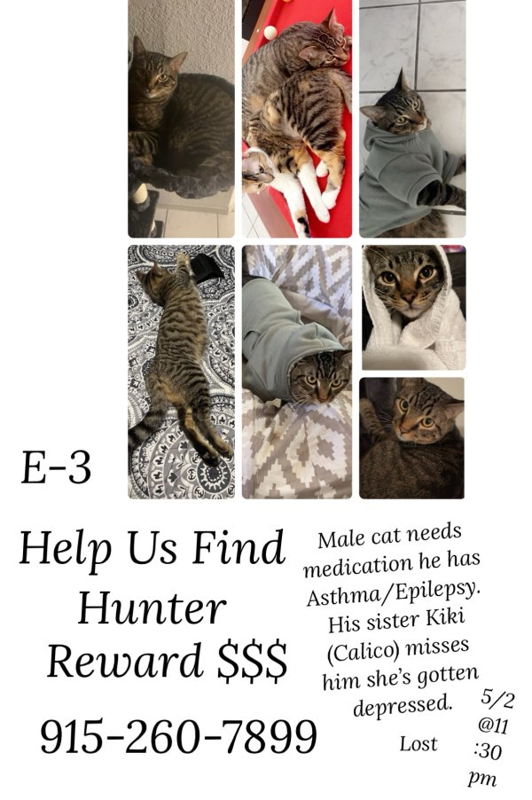 Lost Domestic Short Hair in Vado, NM