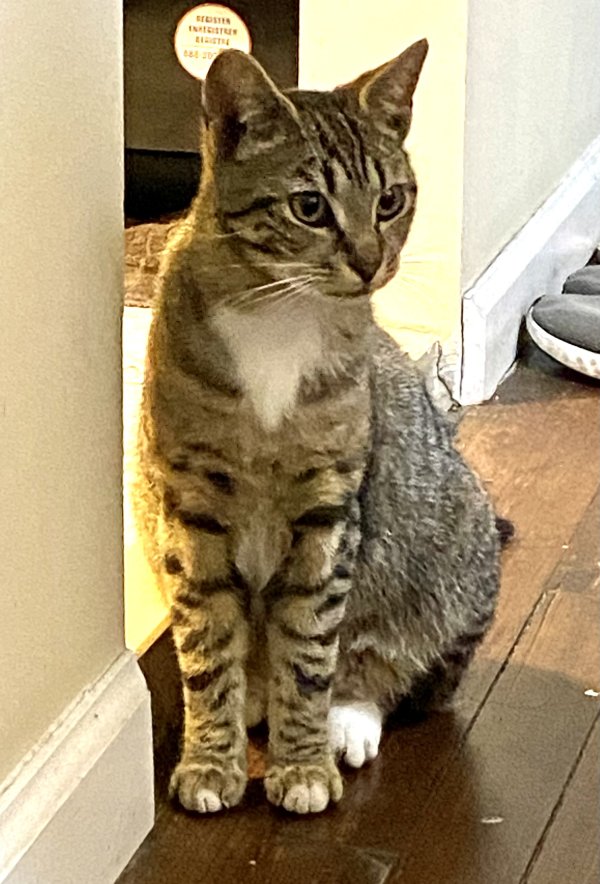Safe Domestic Short Hair in New Rochelle, NY