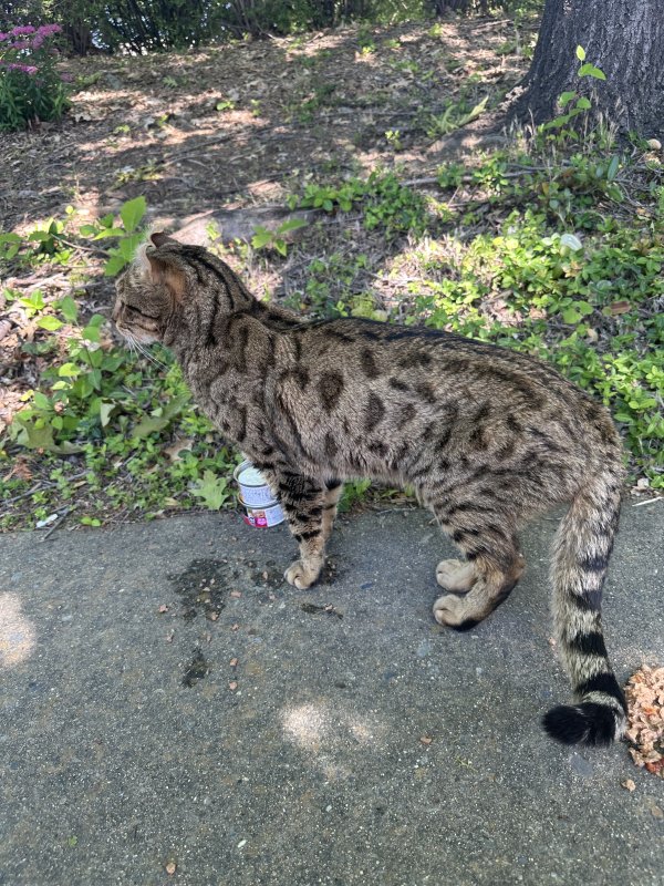 Found Bengal cat in California