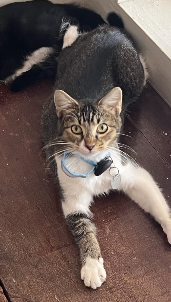 Lost American Shorthair in Miami, FL