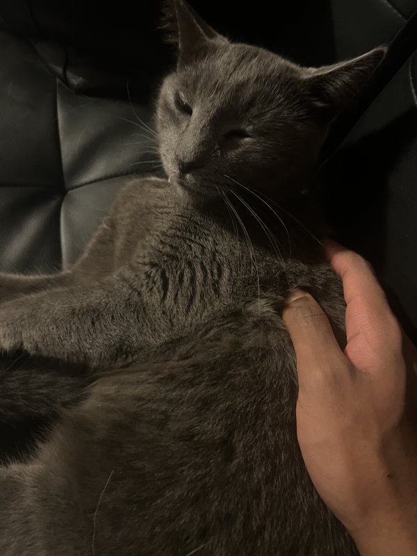 Lost Domestic Short Hair in Milwaukee, WI