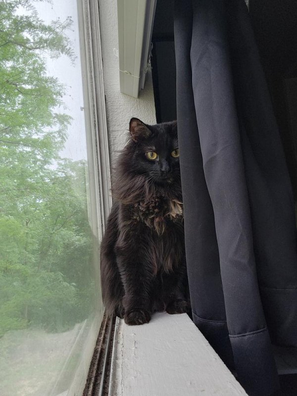 Safe Domestic Long Hair in Fort Worth, TX