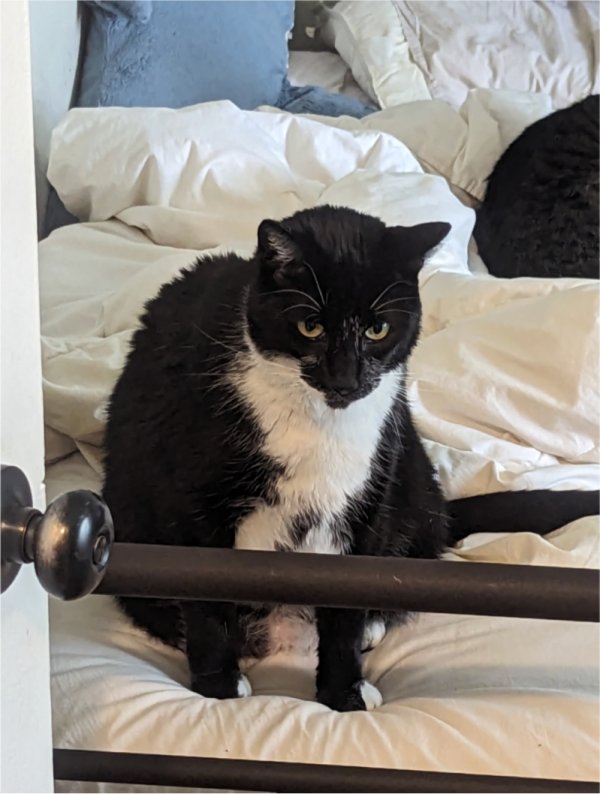 Safe Cat in Woodland Hills, CA