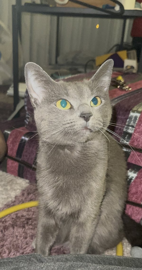 Lost Russian Blue in Alexandria, VA