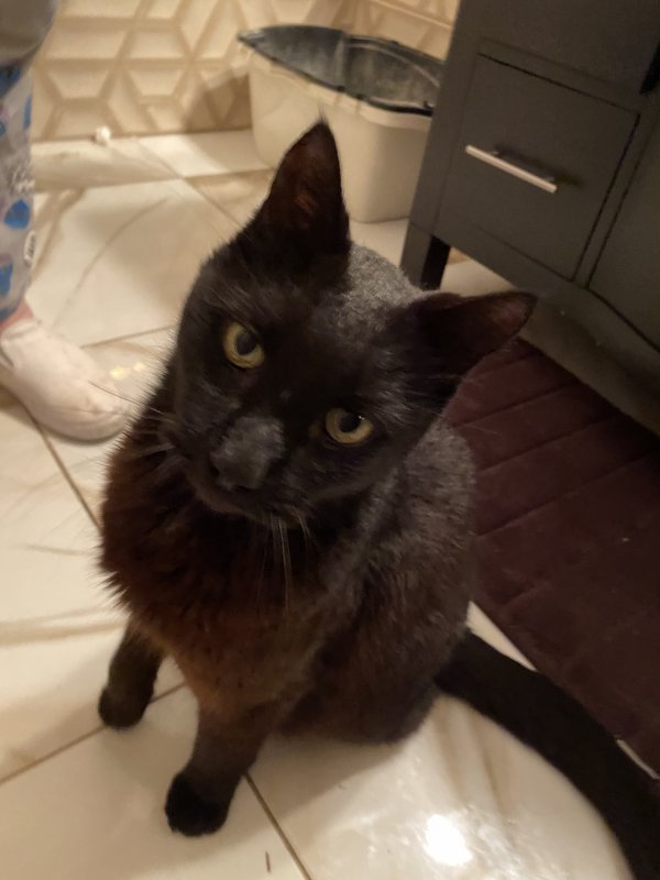 Found Cat in Stewartsville, NJ