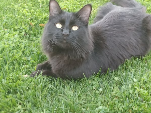 Lost Domestic Long Hair in Tempe, AZ