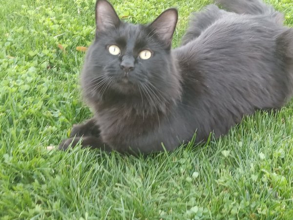 Safe Domestic Long Hair in Tempe, AZ